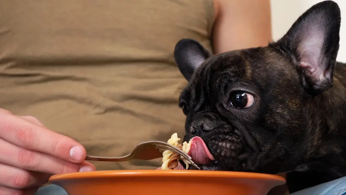 Pies jedzący makaron z widelca