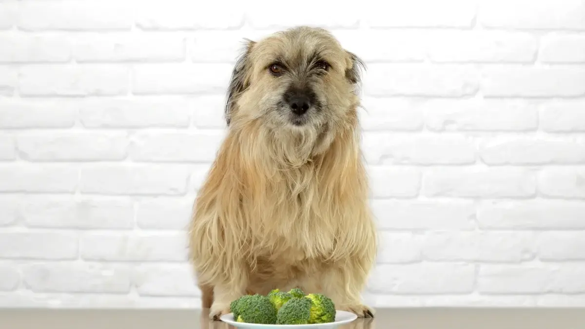 Pies siedzący przed miska z brokułami 
