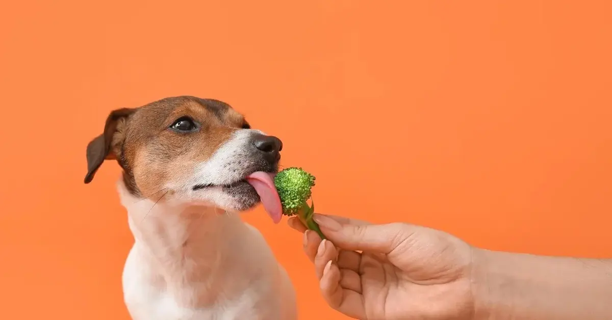 Pies na pomarańczowym tle któremu podawana jest różyczka brokuła 