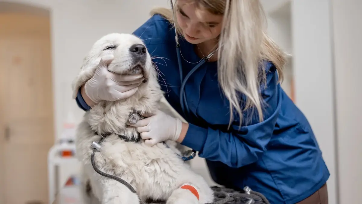 Pies badany przez kobietę weterynarz 