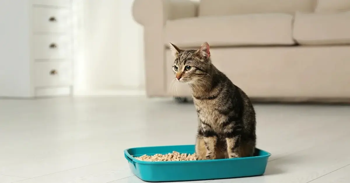 Główne zdjęcie - Jak nauczyć kota korzystania z kuwety?