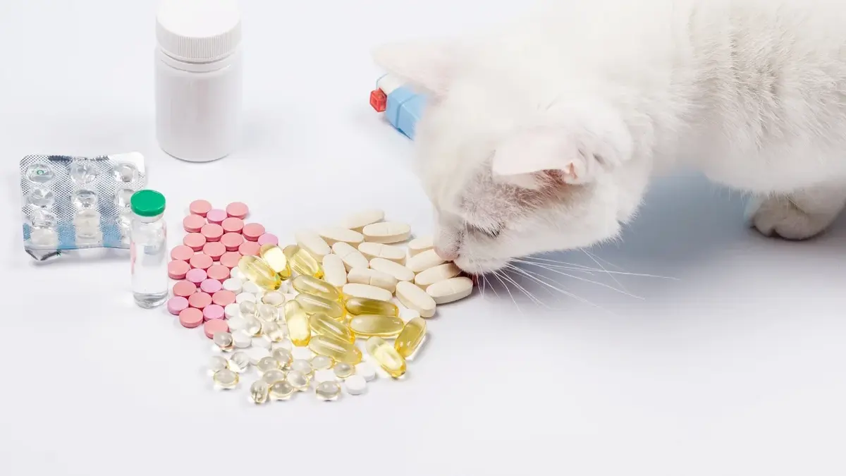 Kot wąchający rozrzucone tabletki 