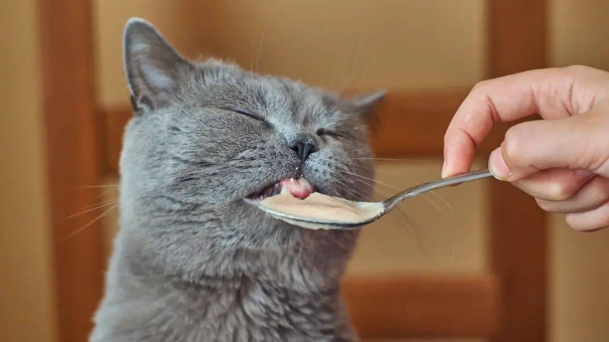 Kot liżący jedzenie z łyżeczki 