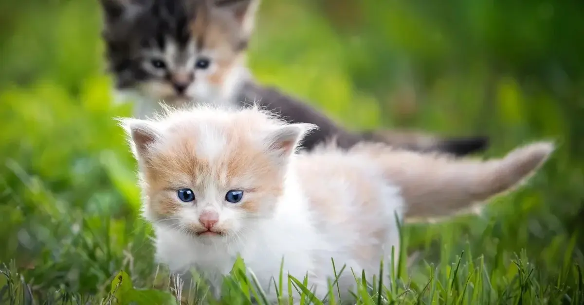 Dwa małe kotki w trawie 