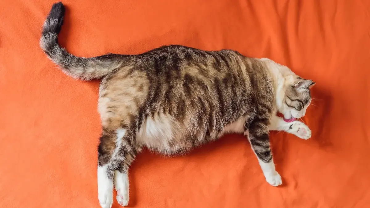 Kot leżący na pomarańczowym prześcieradle 