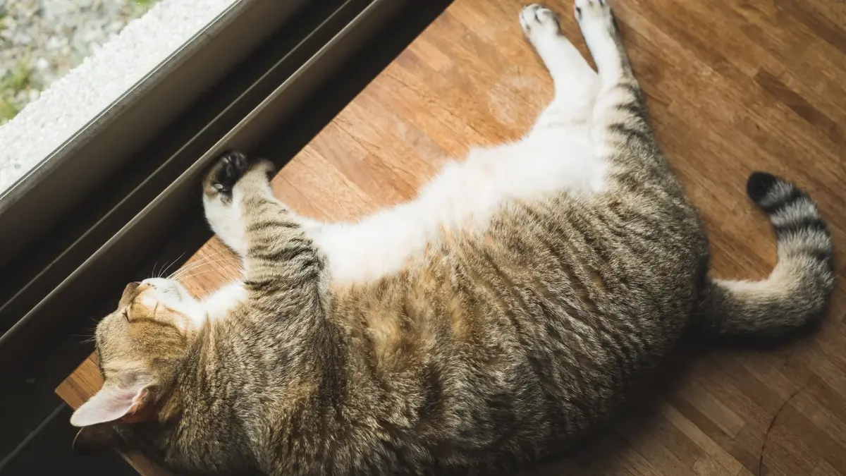 Leżący na podłodze przy oknie kot