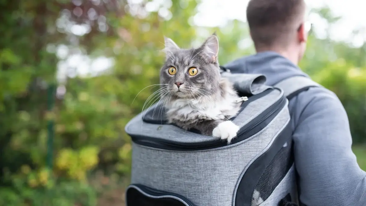 Kot niesiony w plecaku 