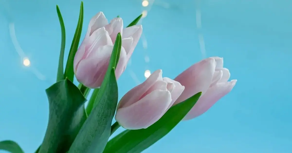 różowe tulipany na imieniny wojtka 