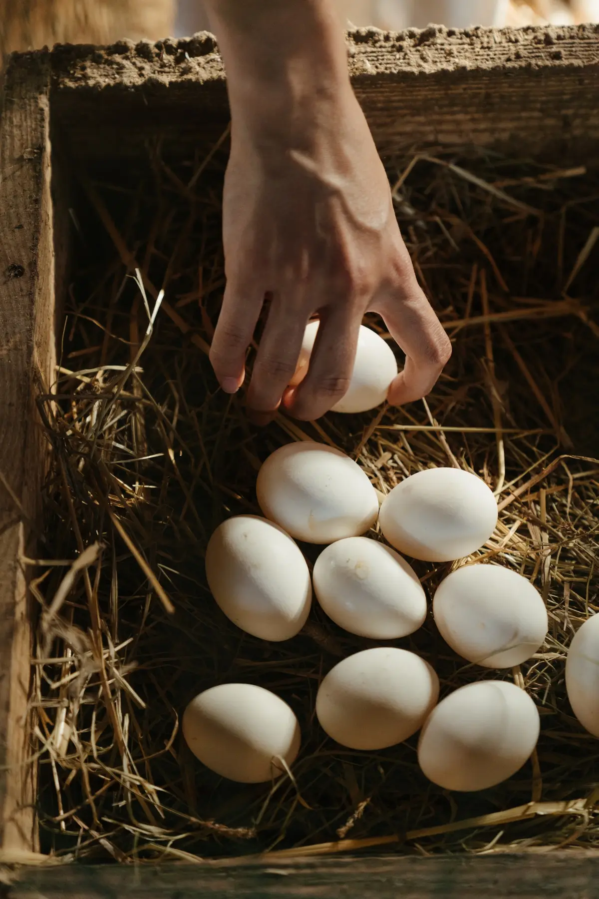 Dłoń wyciąga białe jajka z siana