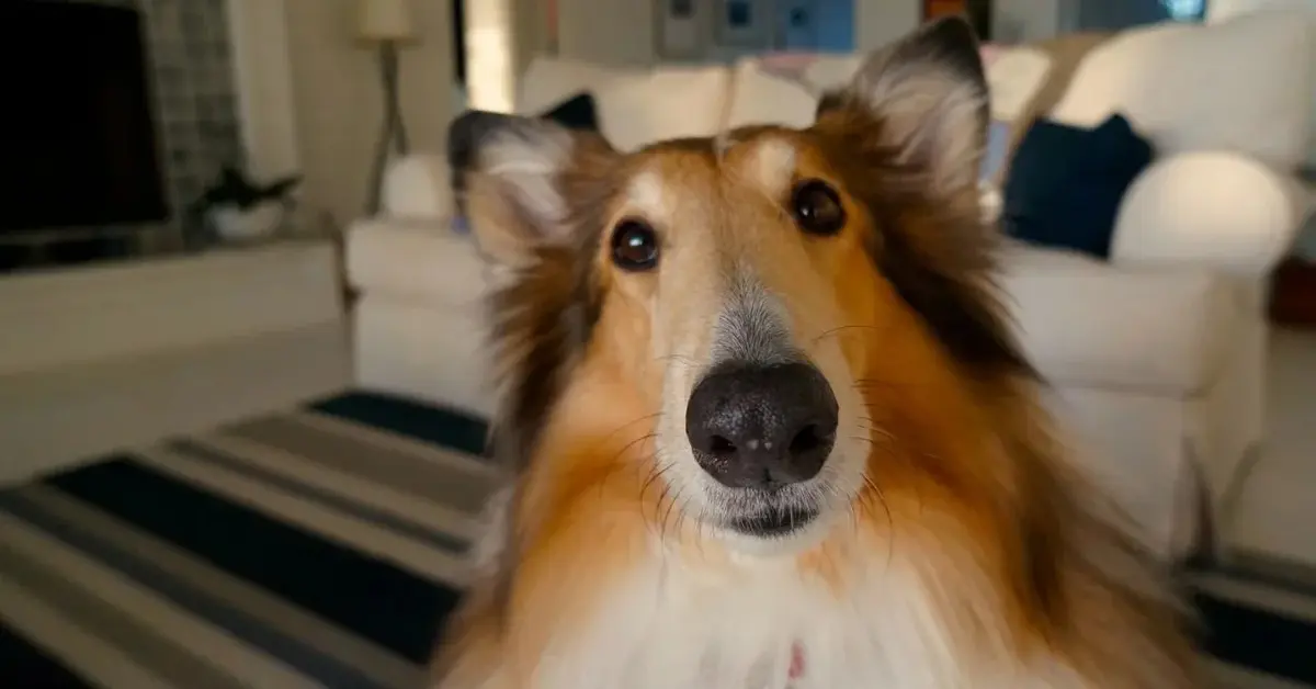 Grzeczny piesek rasy collie nauczony spać we własnym legowisku patrzy prosto w obiektyw w eleganckim salonie