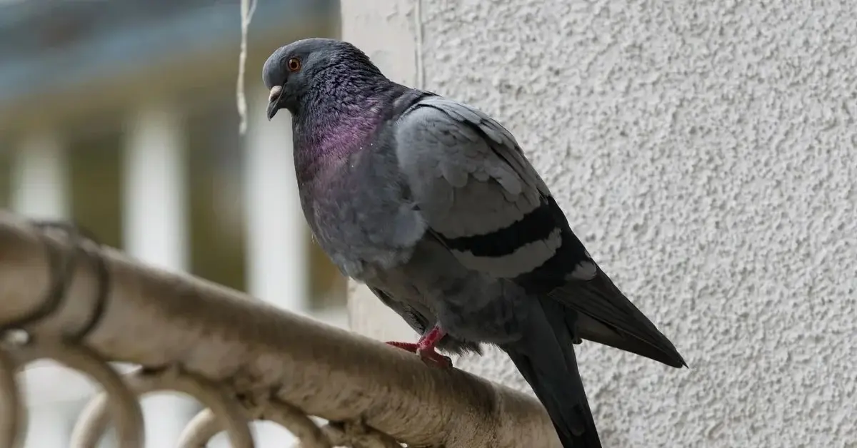 gołąb siedzący na barierce balkonowej