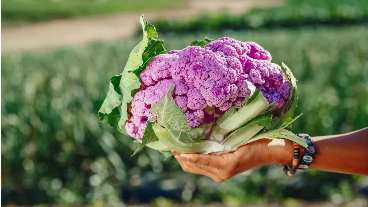 Trzymany w ręce dorodny fioletowy kalafior na tle pola uprawnego