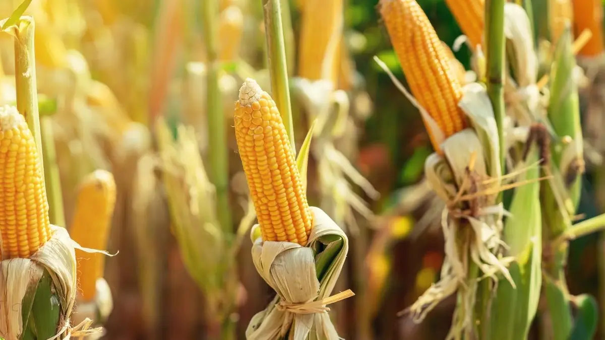 kolby kukurydzy rosnące na polu 
