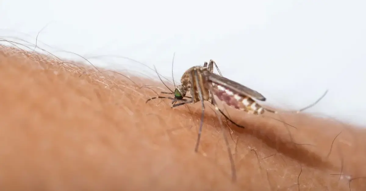 Główne zdjęcie - Domowe sposoby na komary - spróbuj jeden z nich w swoim domu lub ogrodzie