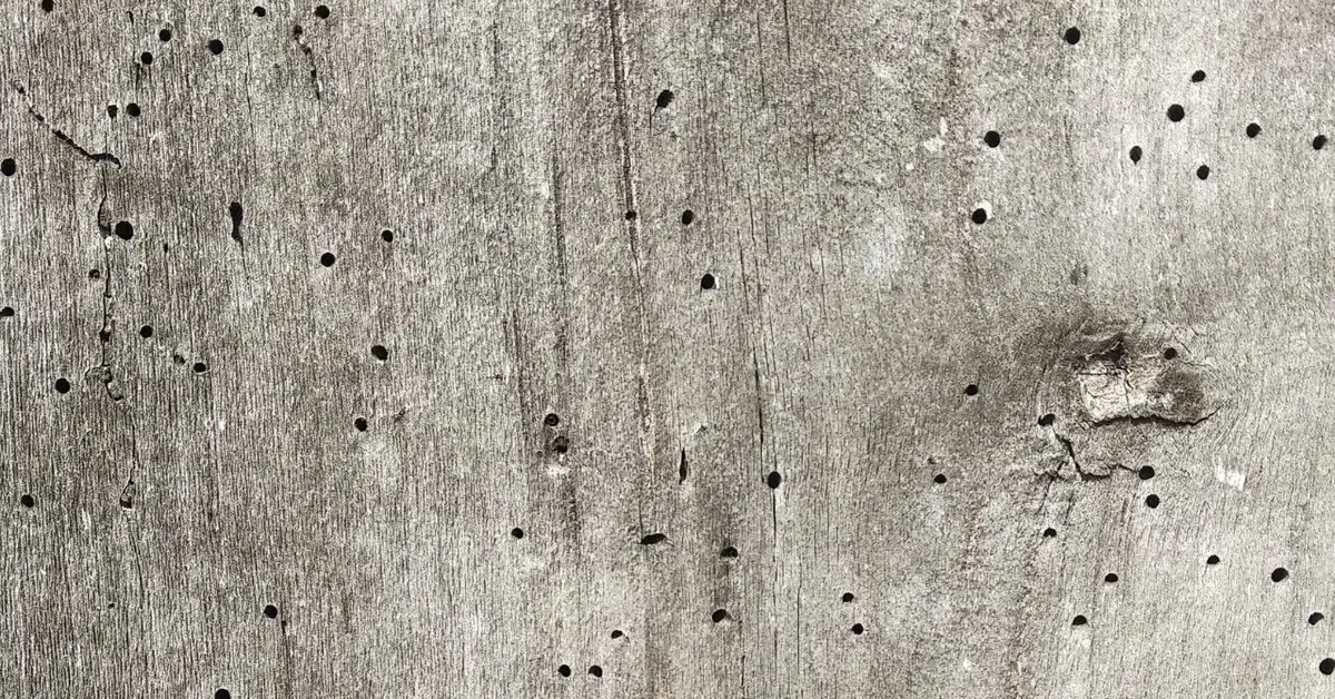 korniki w drewnoie , kawałek drewna z dziurami po kornikach