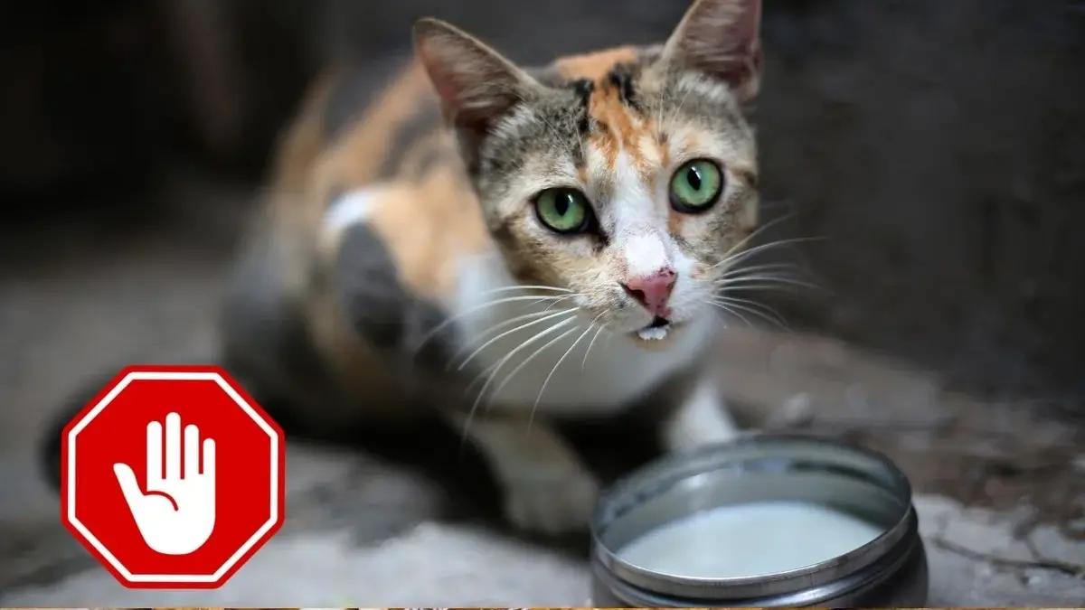 Mleko jest szkodliwe dla kotów. Te zwierzęta nie piją mleka