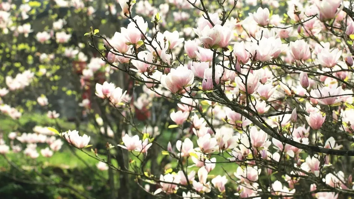 Biało-różowe magnolie w ogrodzie