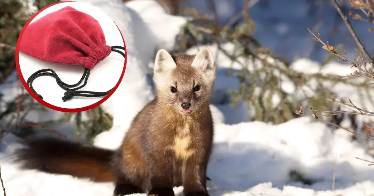 Kuna i materiałowy worek z zapachem odstraszającym kuny.