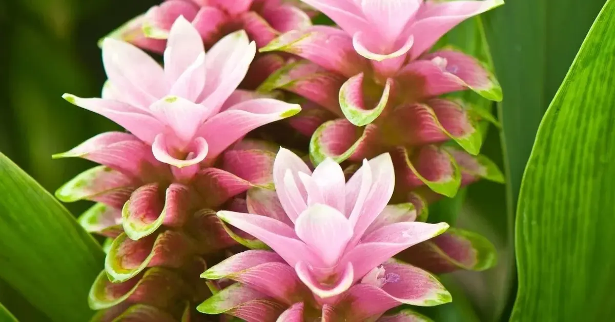 Kurkuma kwiat - tropikalna roślina do uprawy w mieszkaniu