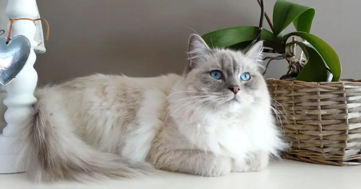 Biało srebrny kot puszysty o niebieskich oczach leży na blacie kuchennym obok kwiatka w koszyku