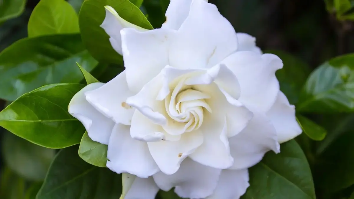 Biały kwiat gardenii w zbliżeniu