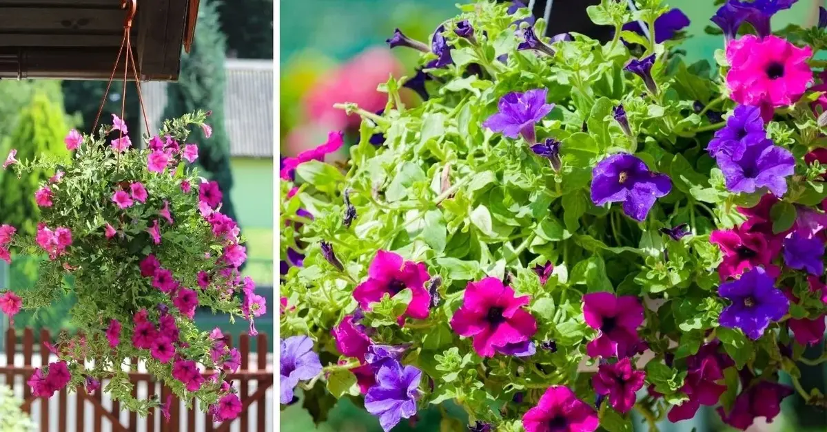 Kwiaty balkonowe do wiszących pojemników - surfinie w koszu i w doniczce