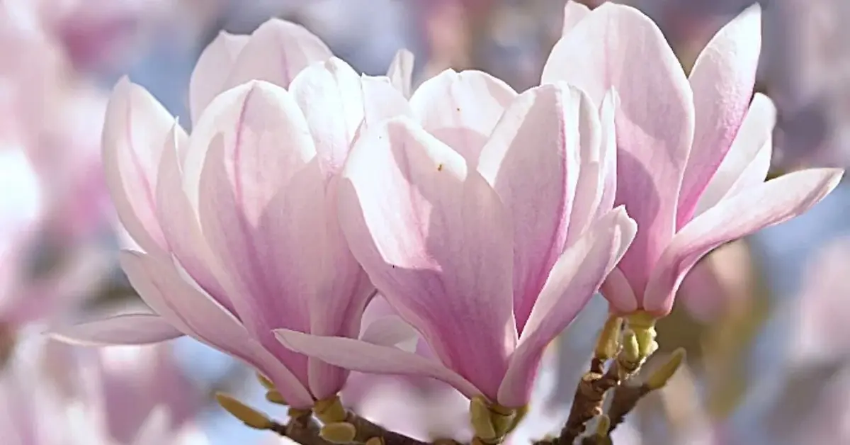 Magnolia - różowe kwiaty magnolii