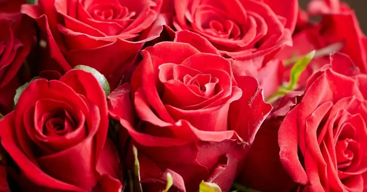 Bukiet czerwonych róż - idealny na urodziny