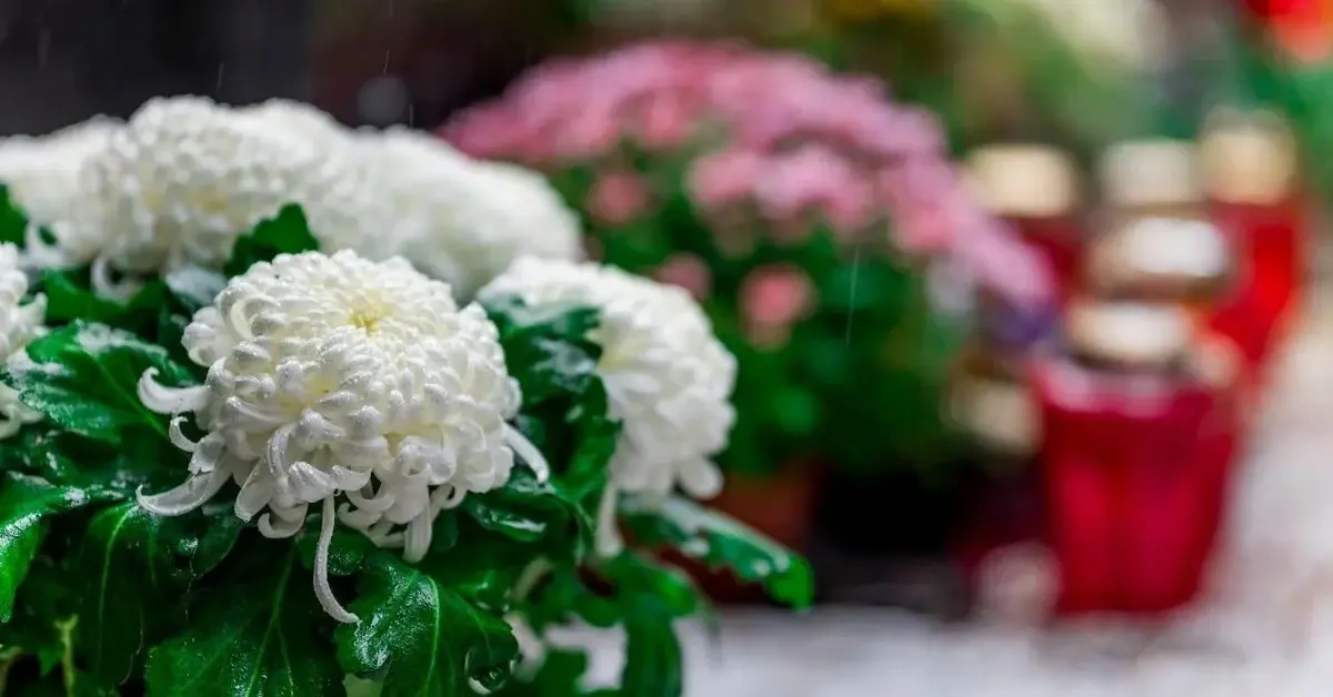 Kwiaty na grobach na Wszystkich Świętych.