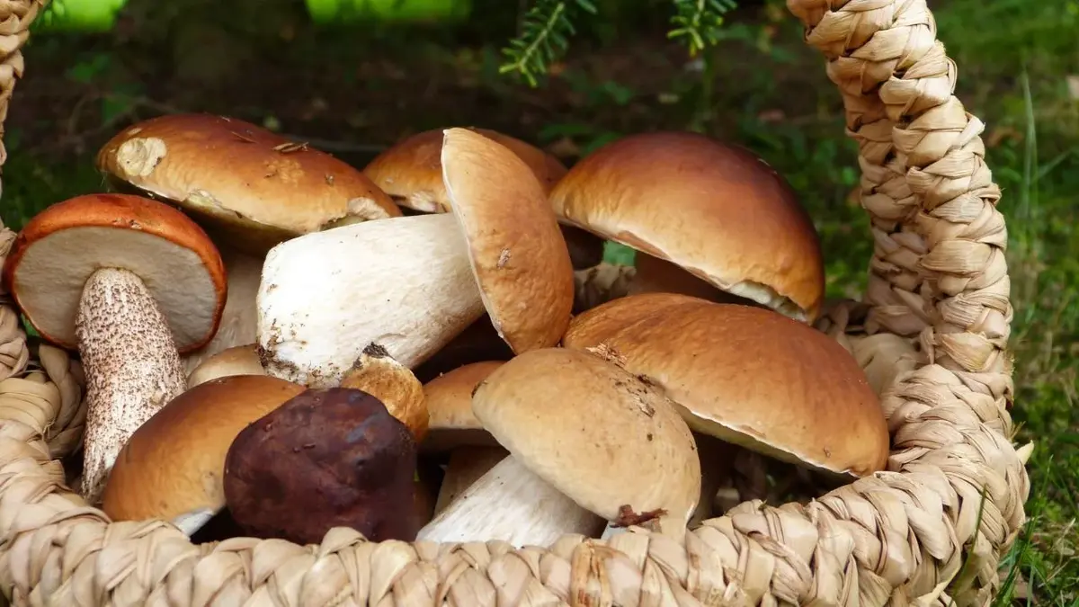 Koszyk pełen leśnych grzybów - prawdziwków, borowików i koźlarzy - idealnych na zupę grzybową