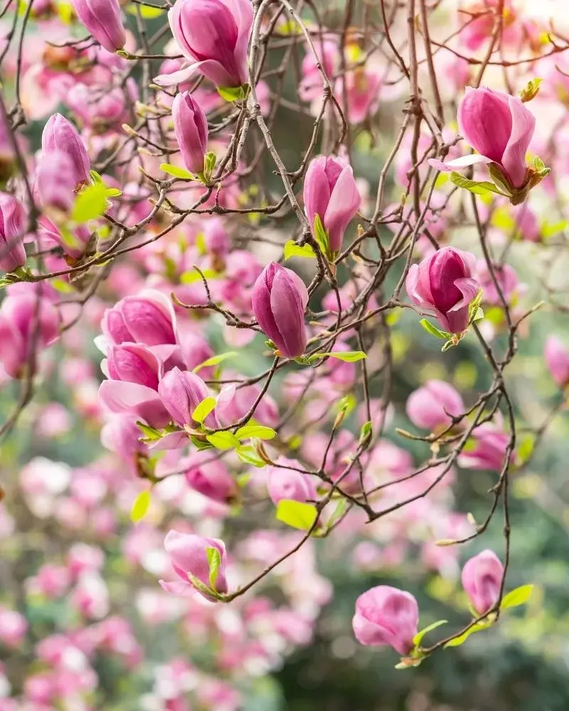 Kwitnąca różowa magnolia