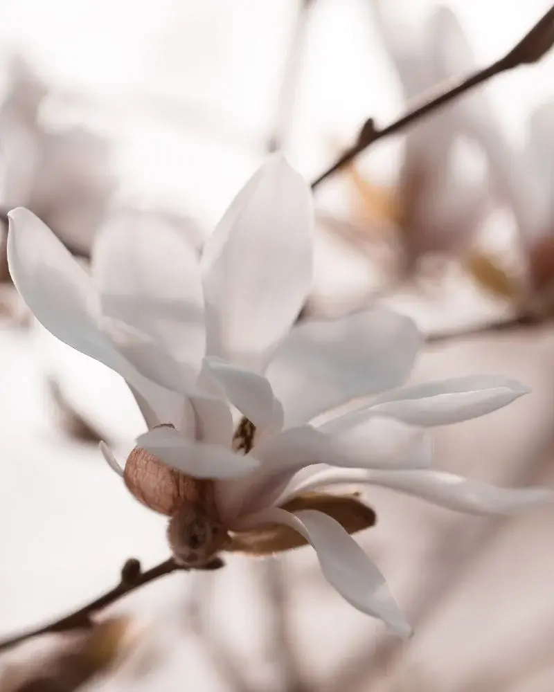 Kwiaty białej magnolii
