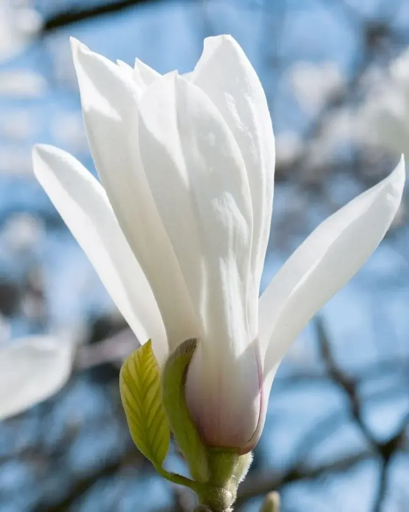 Kwiaty białej magnolii na tle błękitnego nieba