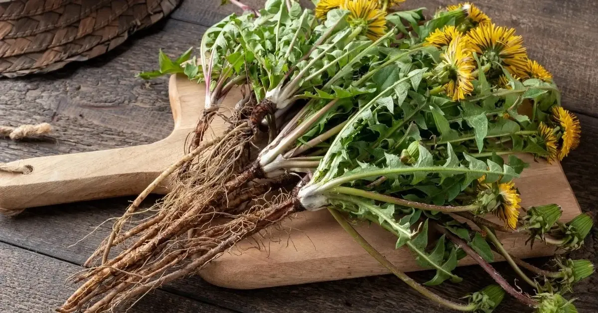 Pęk mniszka lekarskiego na desce do krojenia.
