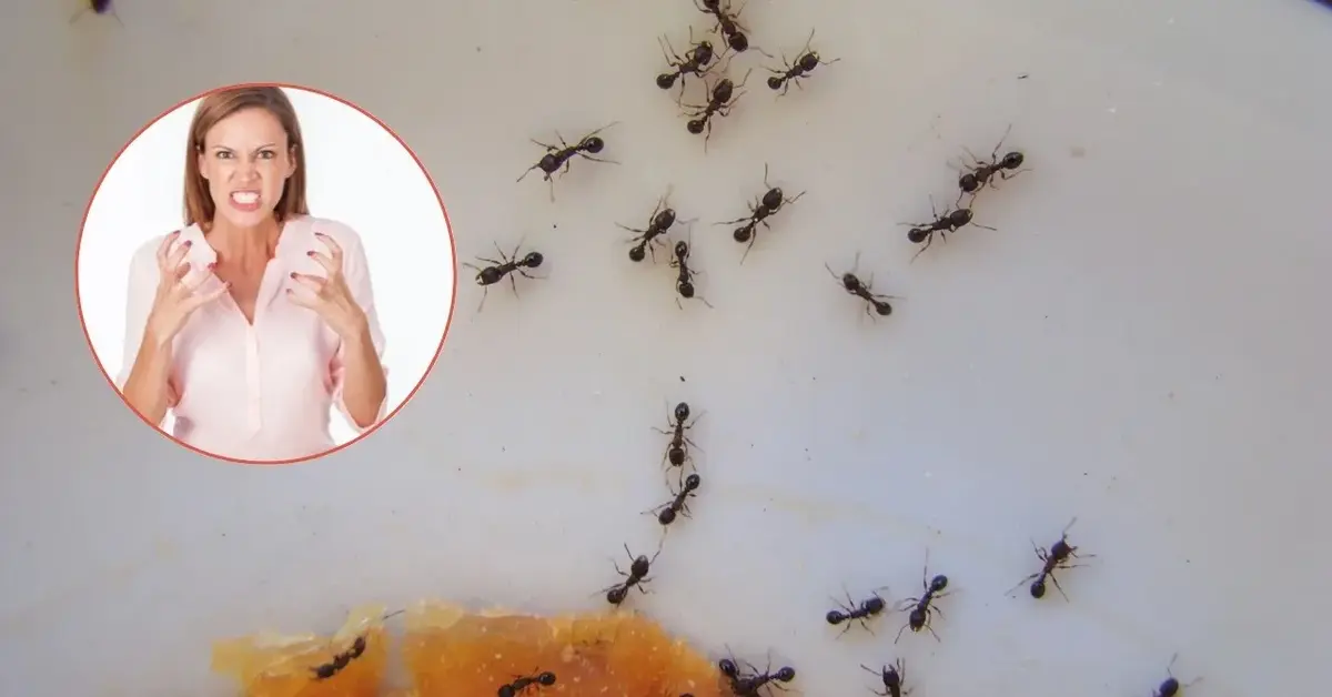 Główne zdjęcie - Rozsyp to, żeby pozbyć się mrówek... Te produkty znajdziesz w kuchni!