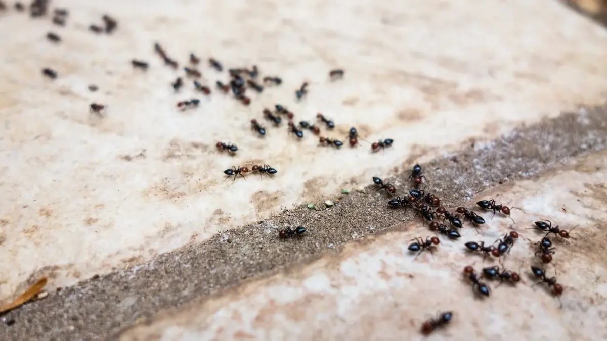 Gromada mrówek na kafelkach.