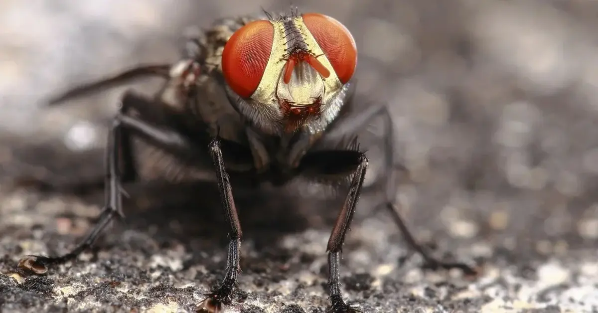 Zdjęcie muchy z czerwonymi oczami w dużym przybliżeniu.