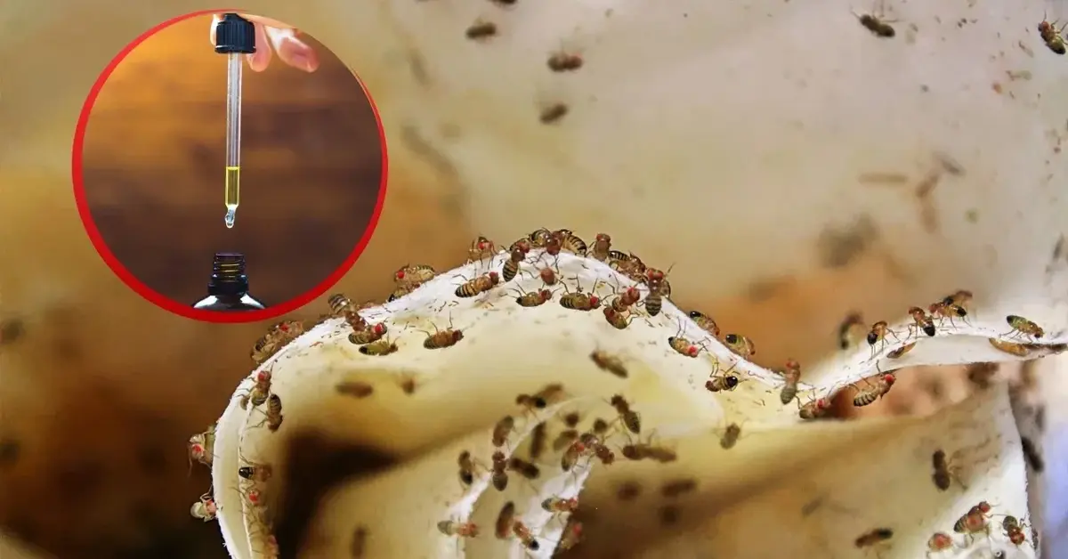 Olejek miętowy na muszki owocówki.