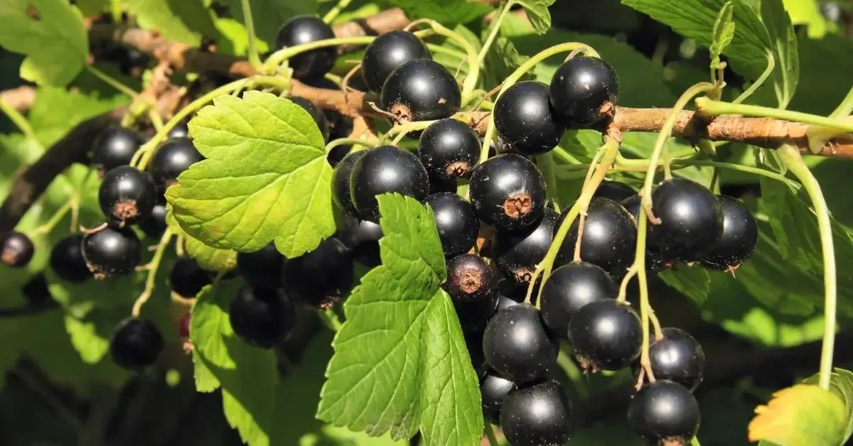 Nalewka z czarnej porzeczki