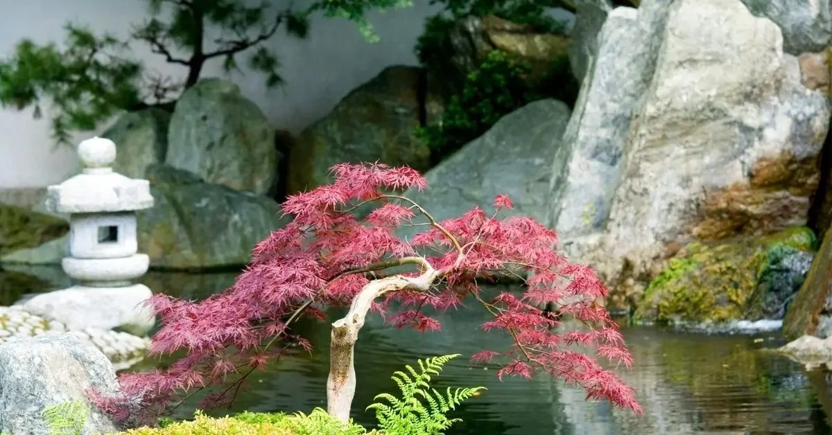 Ogród w stylu japońskim z kamieniami i małym czerwonym klonem