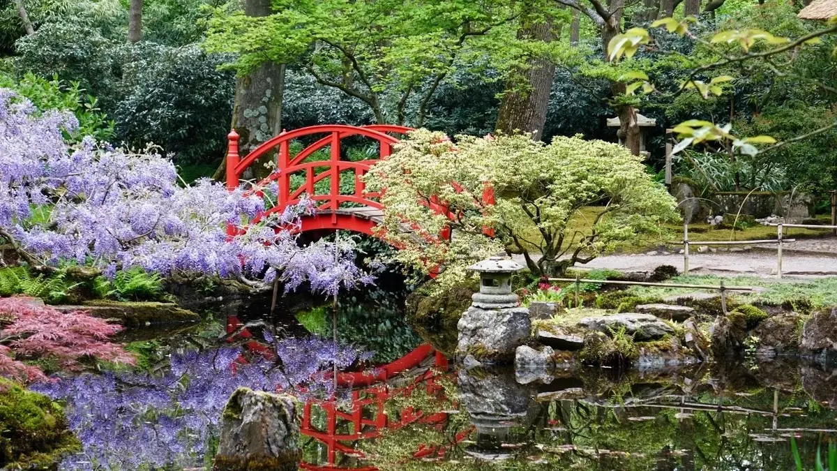 Ogród w stylu japońskim z fioletowym krzewem i czerwonym mostkiem