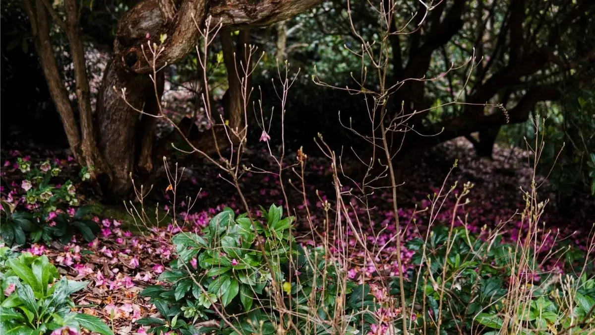 Ogród leśny z opadłymi płatkami kwiatów i rododendronami