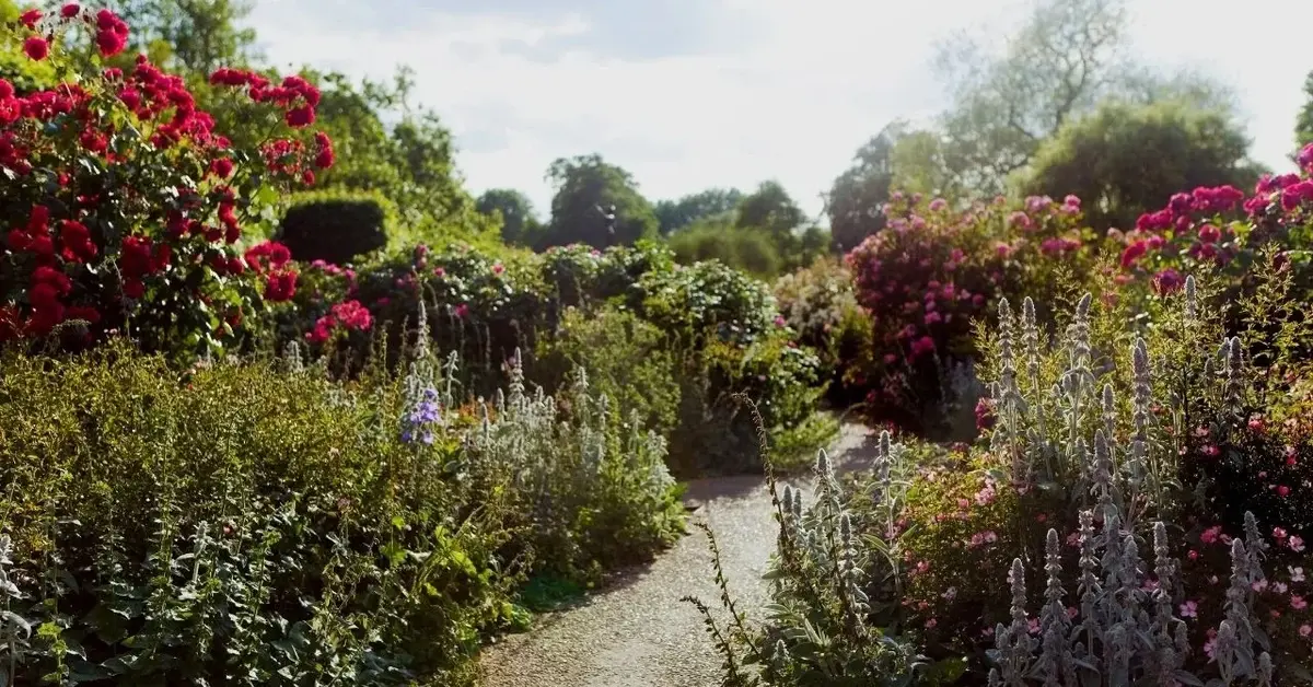 Ogród w stylu angielskim z alejką biegnącą między dwoma rabatami z krzewami róż