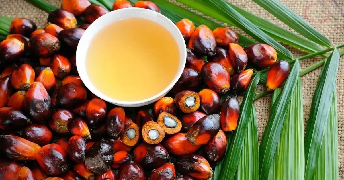 olej palmowy i owoce olejowca gwinejskiego