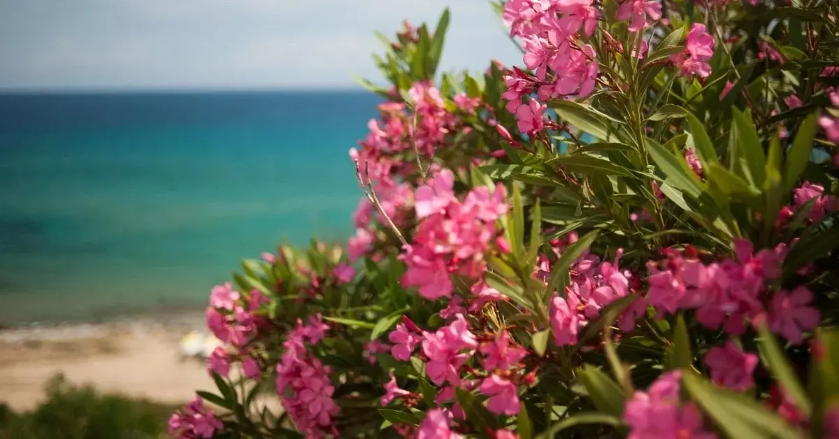 Główne zdjęcie - Oleander pospolity - piękność znad Morza Śródziemnego. Pielęgnacja, uprawa, typowe choroby