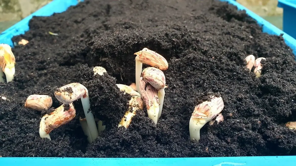 orzechy arachidowe wyrastające z gleby