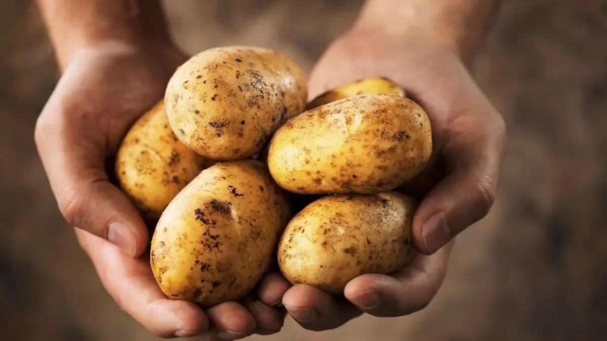 ziemniaki na pączki trzymane w dłoniach 