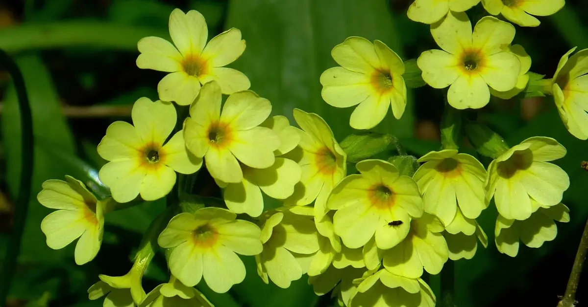Bujne żółte kwiaty pierwiosnka lekarskiego