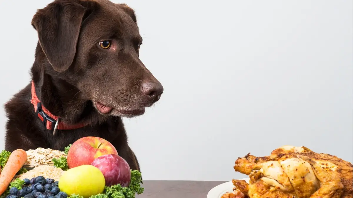 pies patrzy na mięso mając przed soba mikę z warzywami i owocami