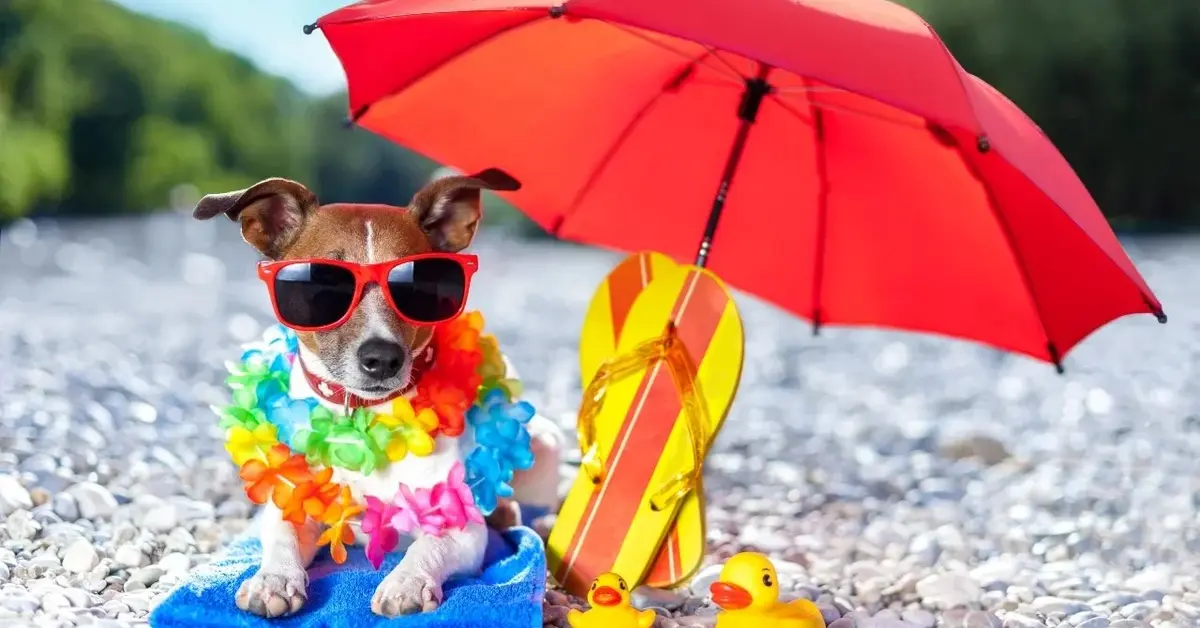 Mały pies w okularach przeciwsłonecznych z plastikowymi kwiatami leży na ręczniku. Obok parasolka i klapki